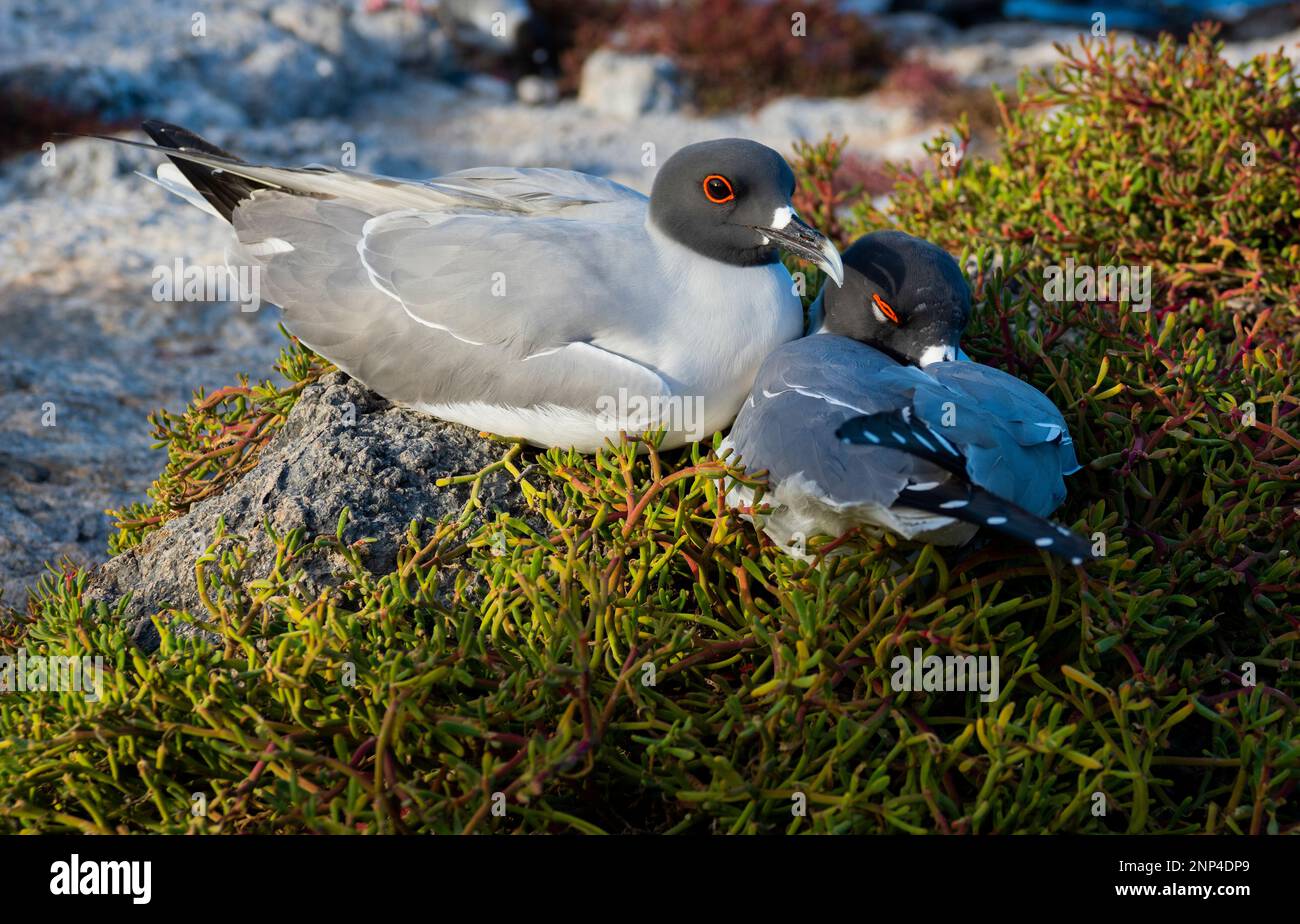 Pair of Swallow-tailed gulls, South Plaza Island, Galapagos, Ecuador Stock Photo
