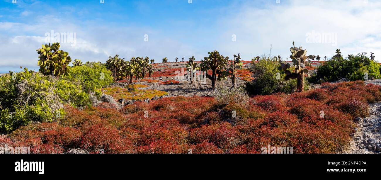 Landscape of South Plaza Island, Galapagos, Ecuador Stock Photo