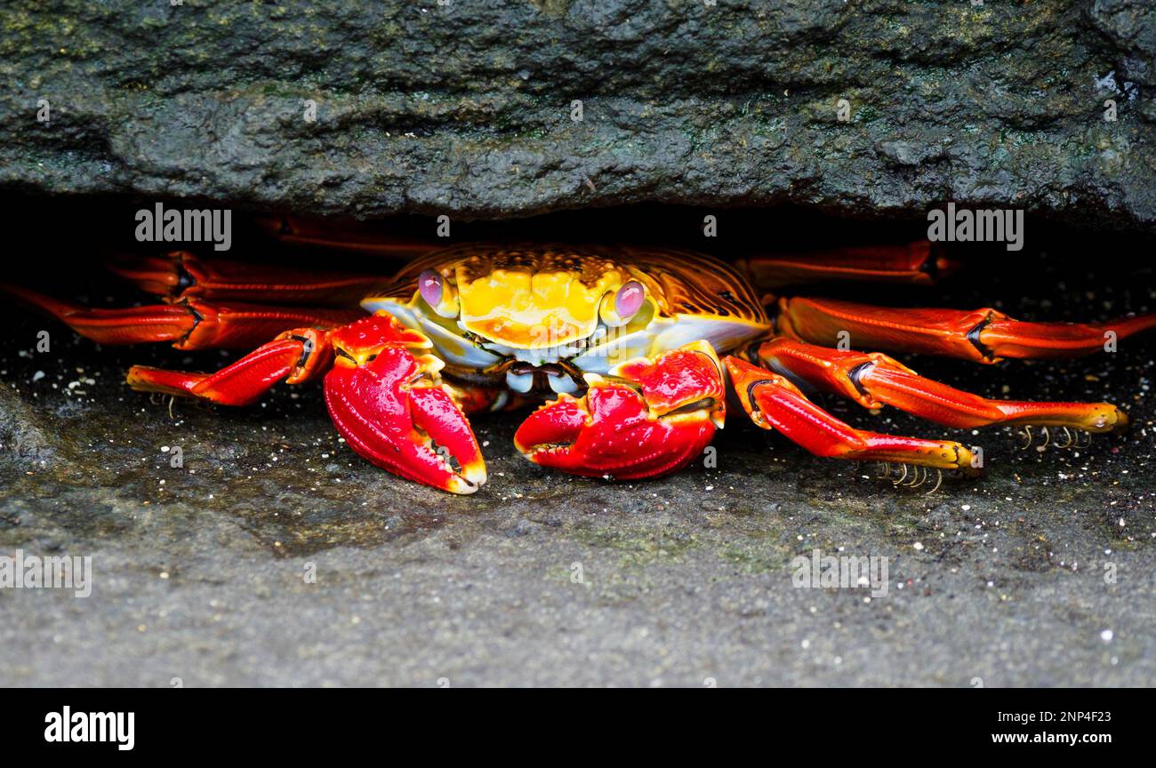 Sally light-footed crab in crevice, Saint James Beach, Santiago Island