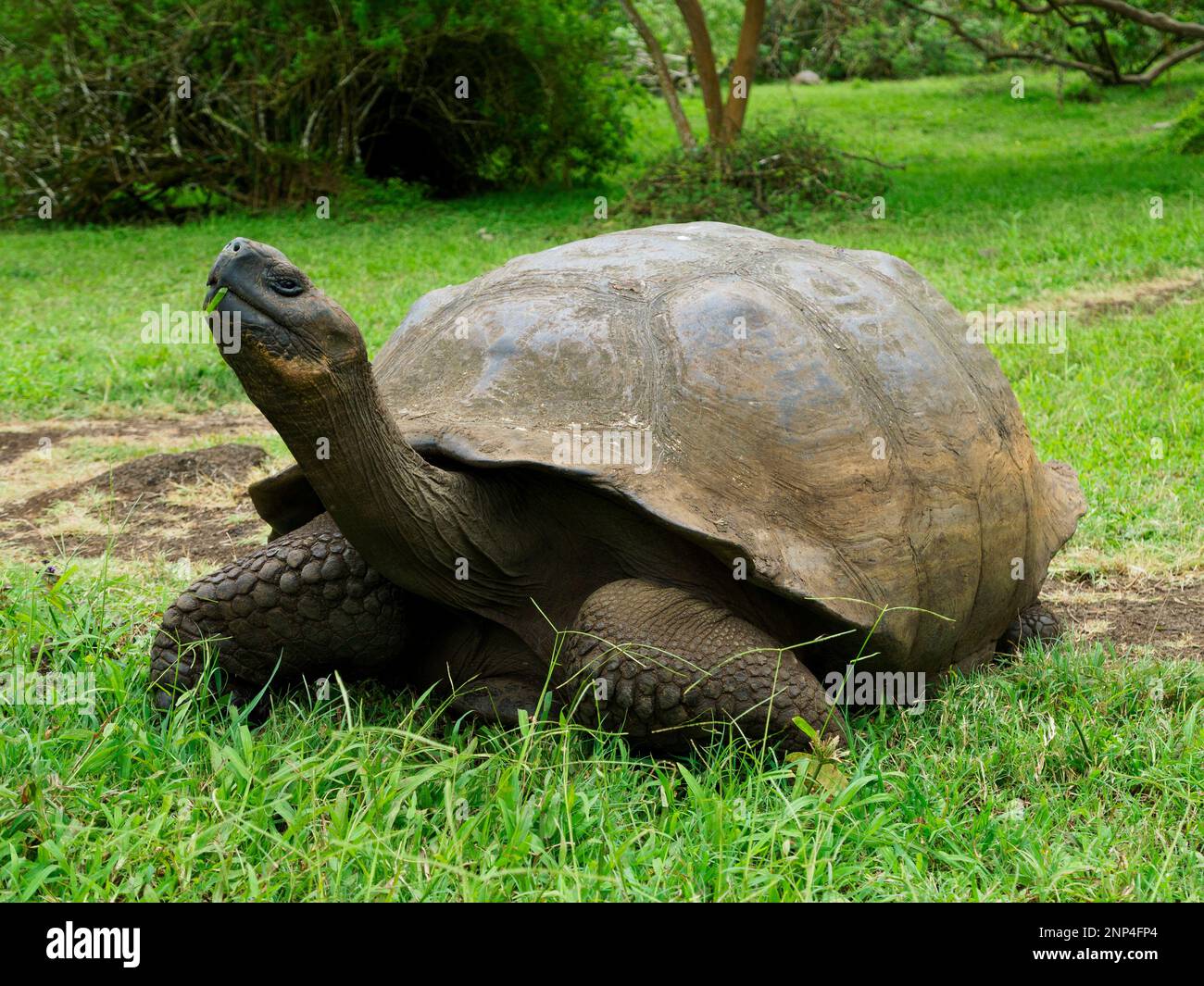 Giant Tortoise, Rancho Primicias, Highlands, Santa Cruz Island, Galapagos, Ecuador Stock Photo