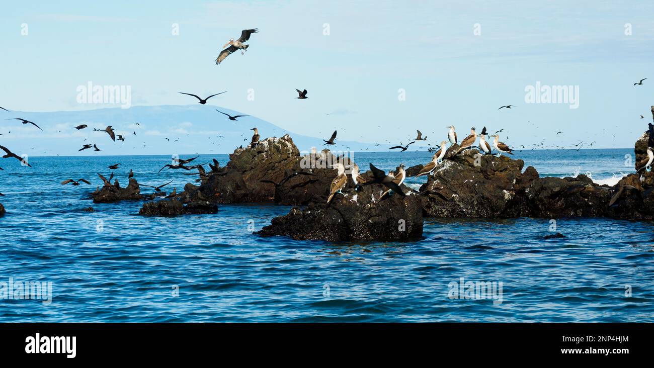 Birds on rock formation in sea, Elizabeth Bay, Isabela Island, Galapagos, Ecuador Stock Photo