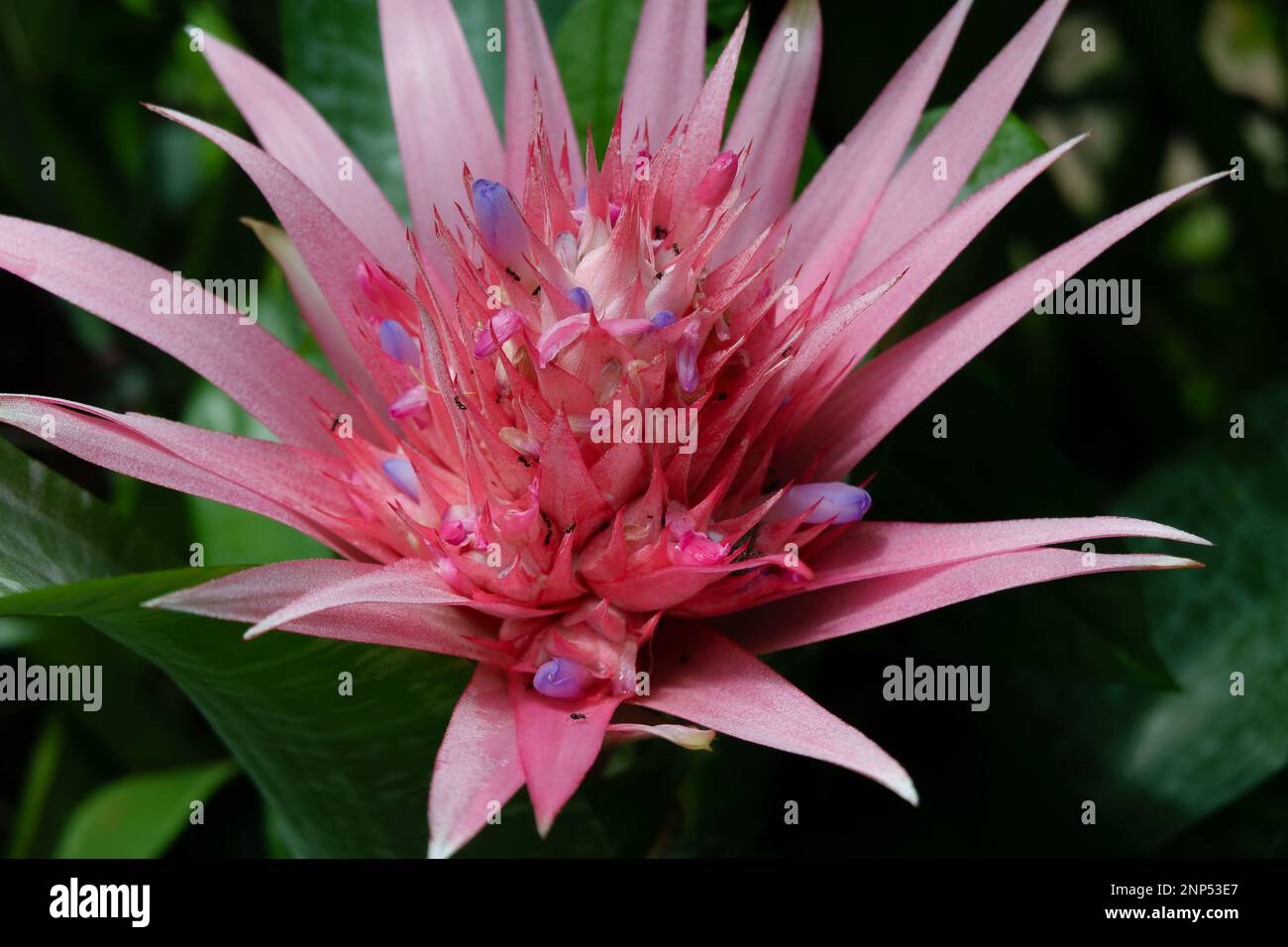 Pink and blue closeup of an exotic tropical, bromeliad flower fully open. Stock Photo