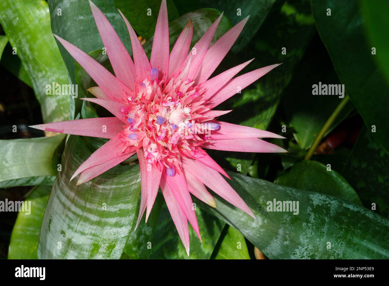 Ants in pink and blue closeup of an exotic tropical, bromeliad flower fully open. Stock Photo