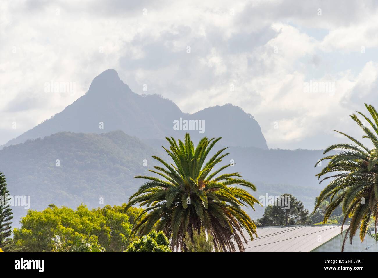 View of Mount Warning aka Wollumbin near murwillumbah, new south wales
