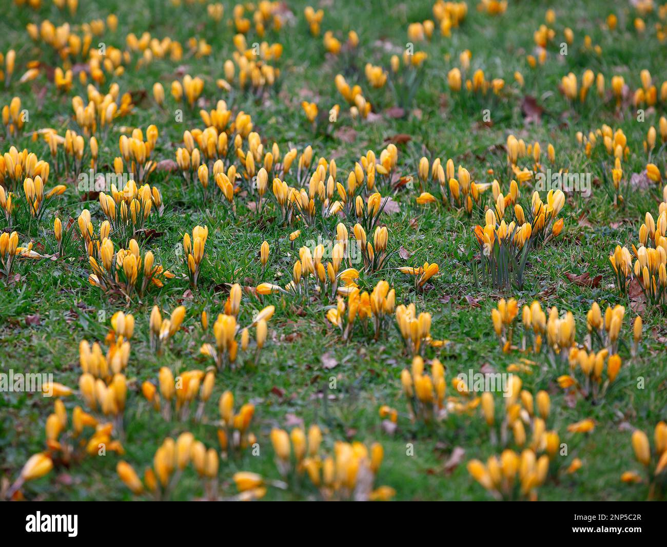 Large Dutch Golden Yellow crocus seen flowering in the garden lawn in