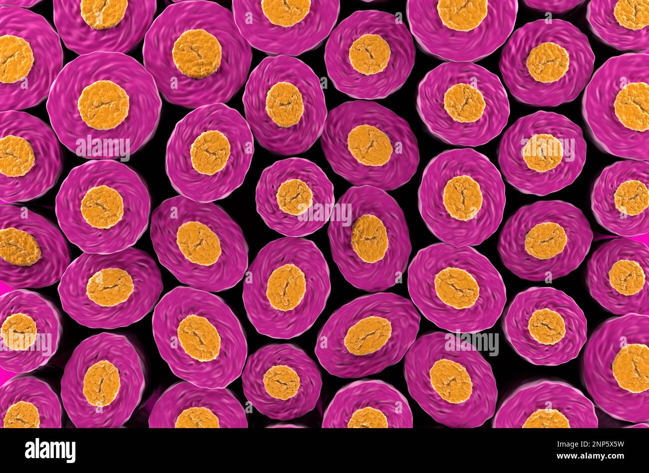 Healthy human nerve fiber section (neuron fibres) - 3d illustration top view Stock Photo