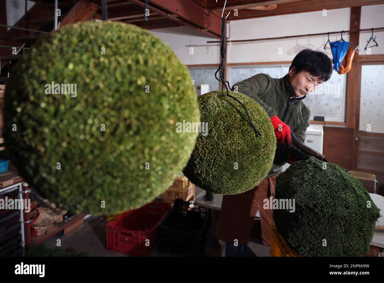 The leaves of Japanese cedar are cut into spherical shape by planters ...