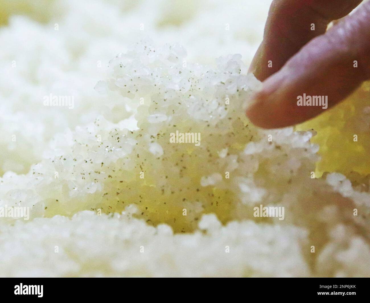 Staffs make sake (Japanese rice wine) by mixing steamed rice with