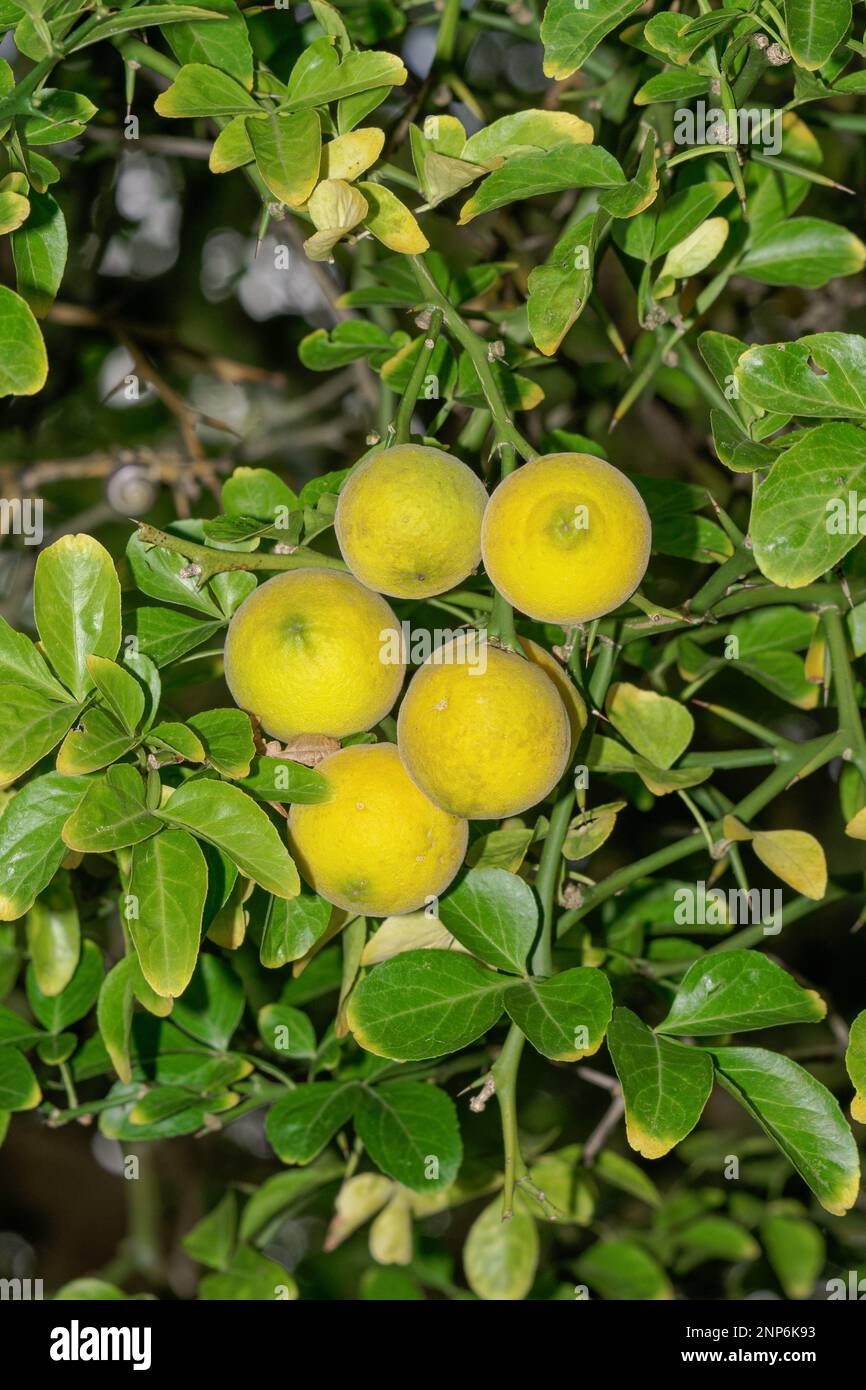 Bitter Orange Poncirus trifoliata ,Germany Stock Photo Alamy