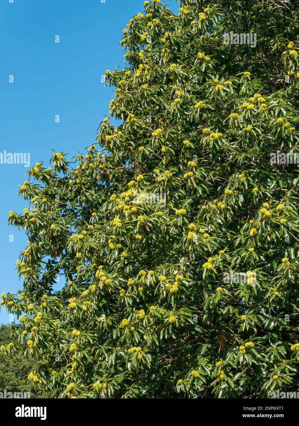 Fruit of sweet chestnut tree hi-res stock photography and images - Alamy