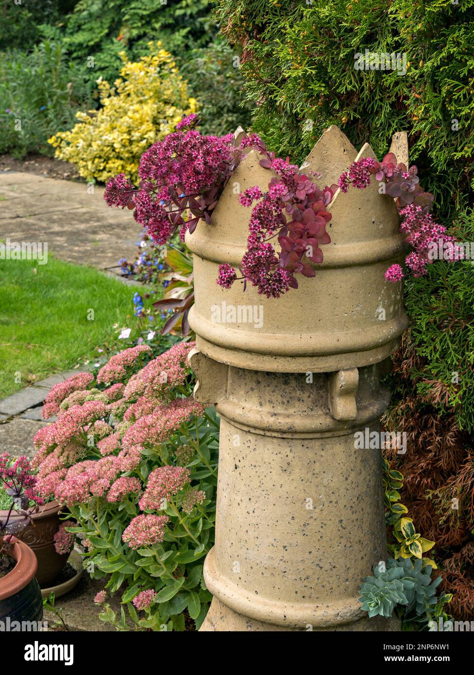 Hylotelephium Bertram Anderson and Spectabile Brilliant flowering sedums growing in English garden with Victorian chimney pot planter, September, UK Stock Photo