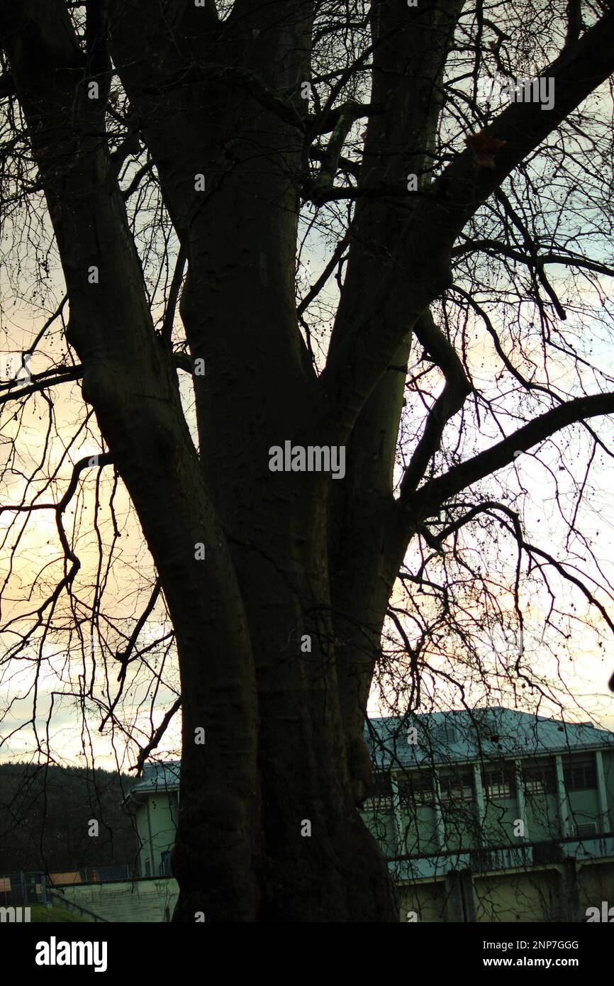 Very quality tree hi-res stock photography and images - Alamy
