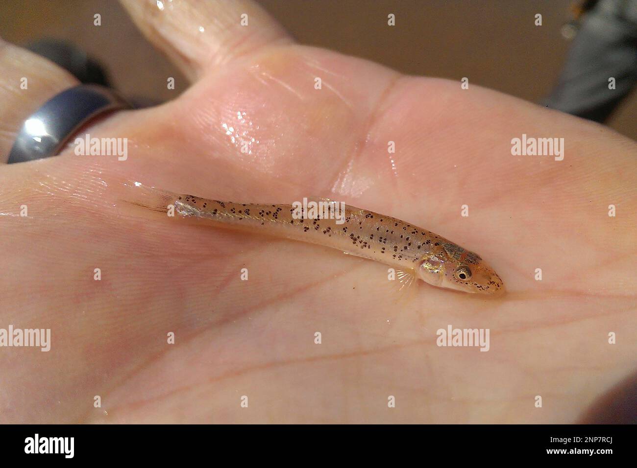 This undated photo provided by the New Mexico Department of Game and Fish  shows a peppered chub. The U.S, Fish and Wildlife Service is proposing to  list the small minnow-like fish as