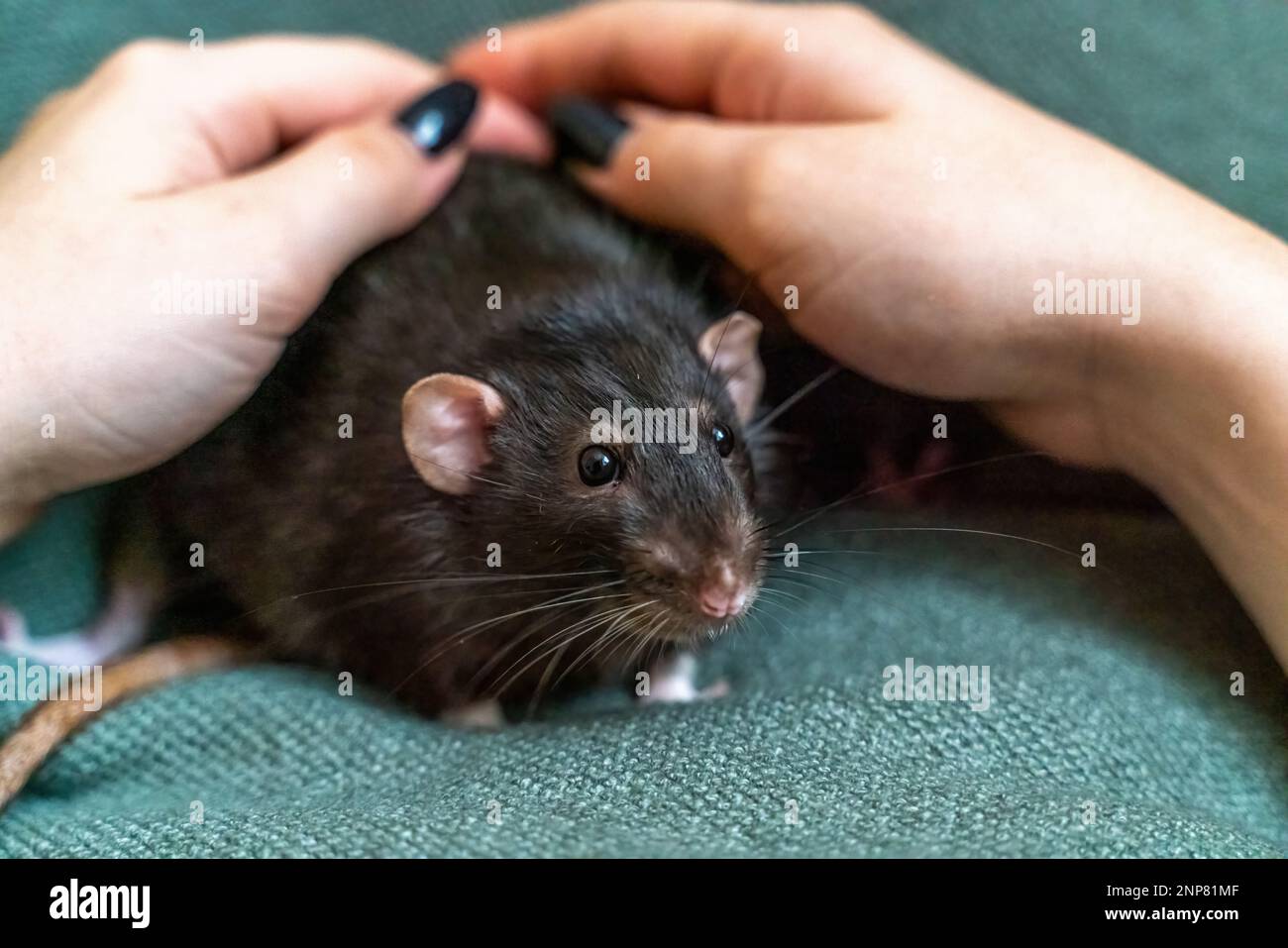 Rats grooming hi-res stock photography and images - Alamy