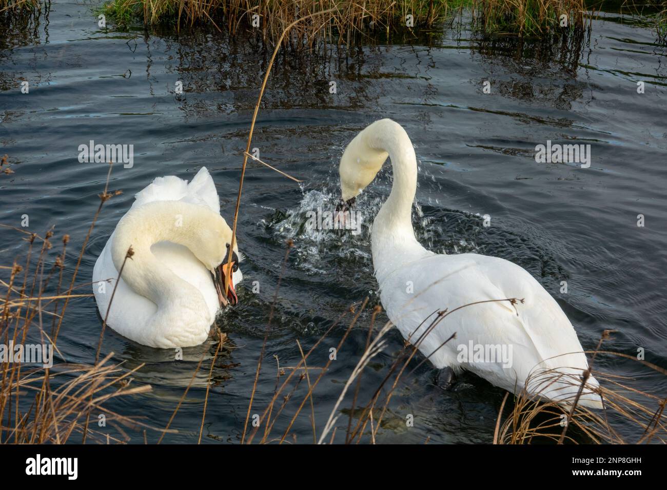 Synchronized Swans Synchronised hi-res stock photography and images - Alamy