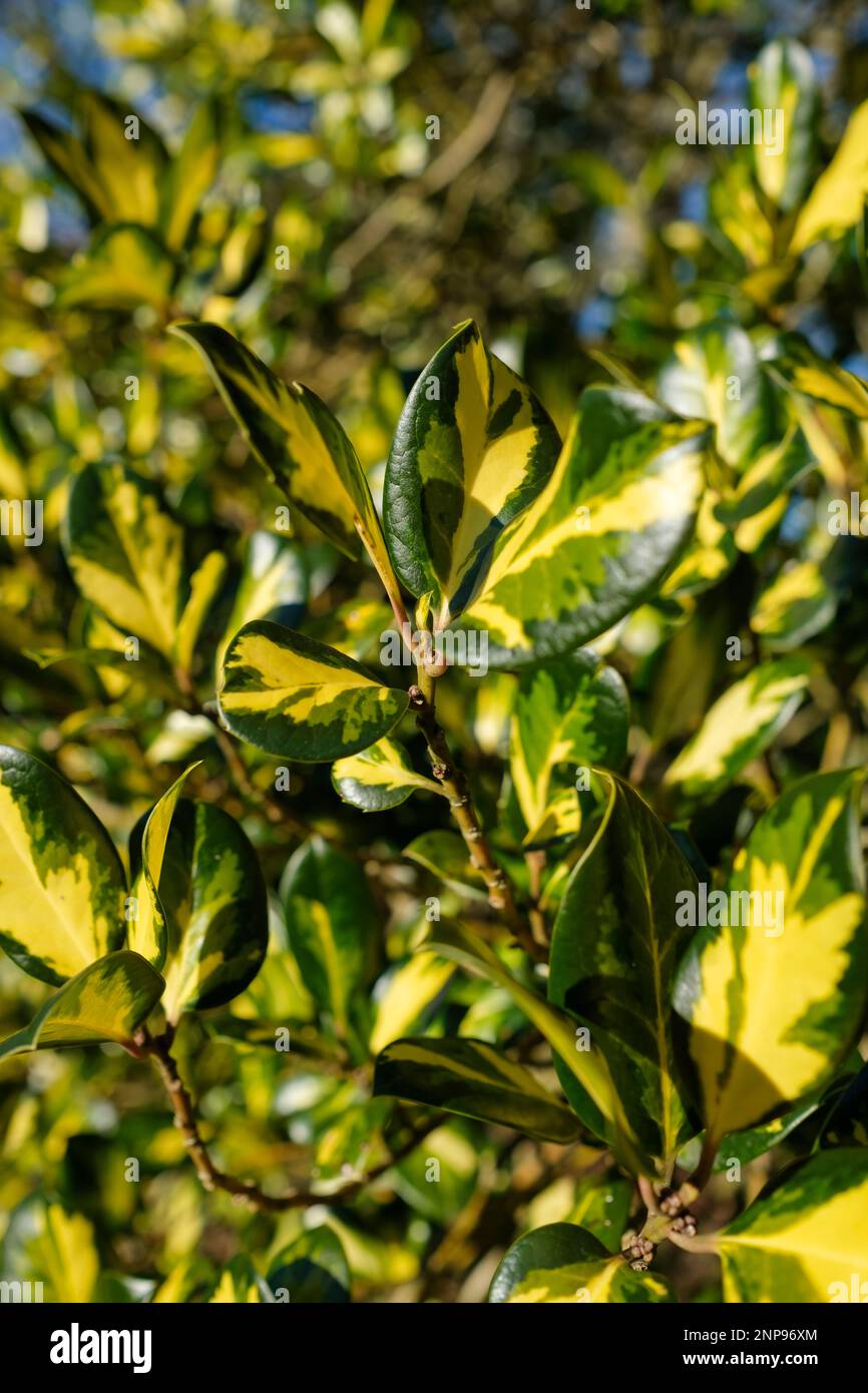 holly Lawsoniana, Ilex aquifolium Lawsoniana, evergreen shrub, dark green leaves with yellow in the centre Stock Photo