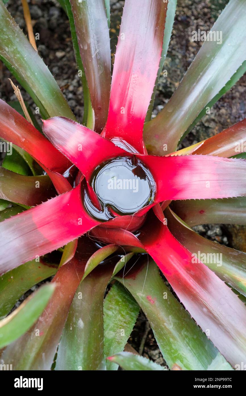 Blushing bromeliad, Neoregelia carolinae turning red at it’s center prior to flowering, Stock Photo