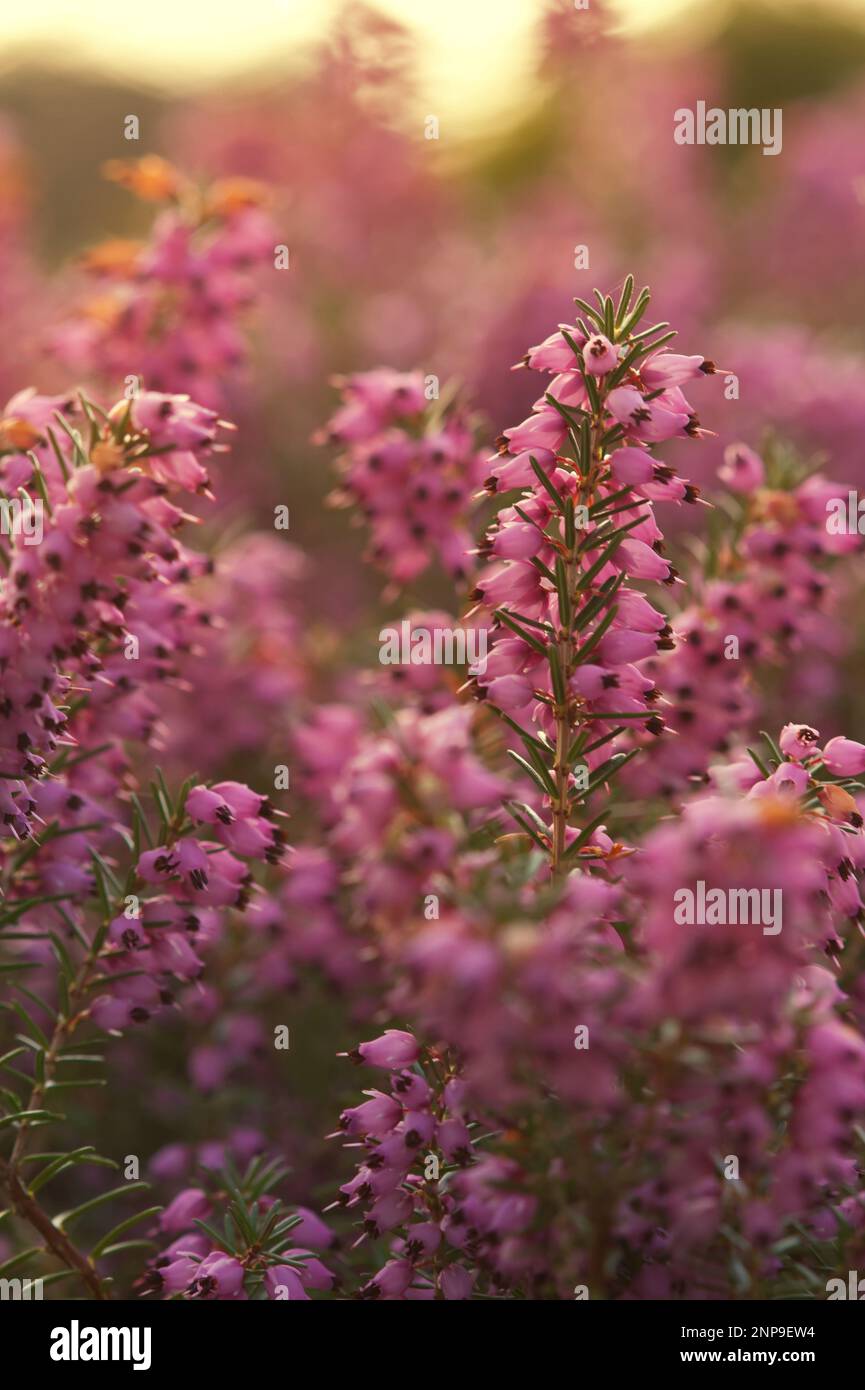 Flowers in botanical garden in warm sunlight in summer Stock Photo - Alamy