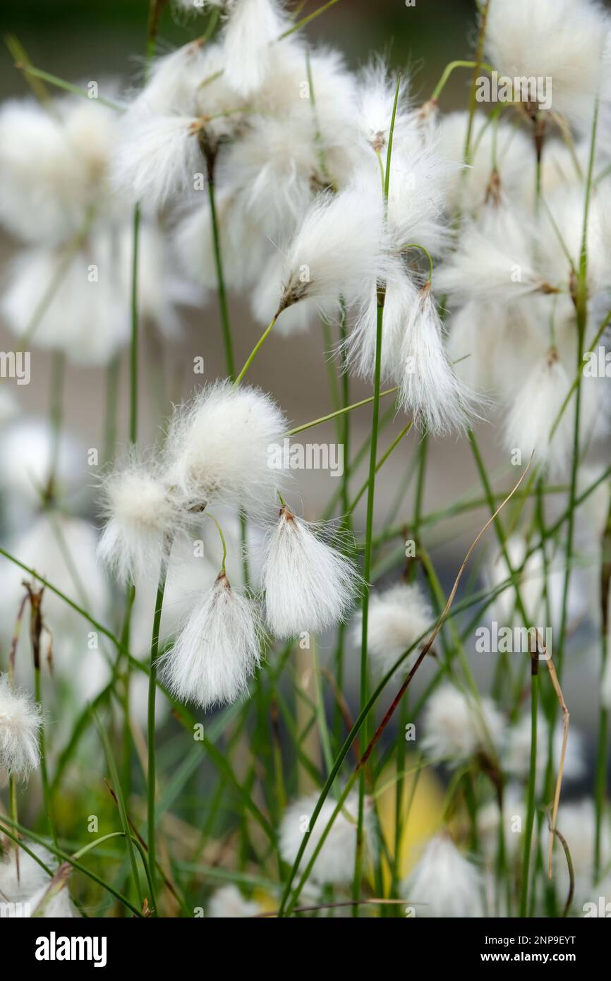 Eriophorum angustifolium Common Cotton Grass, common cottonsedge, fluffy white seed heads Stock Photo