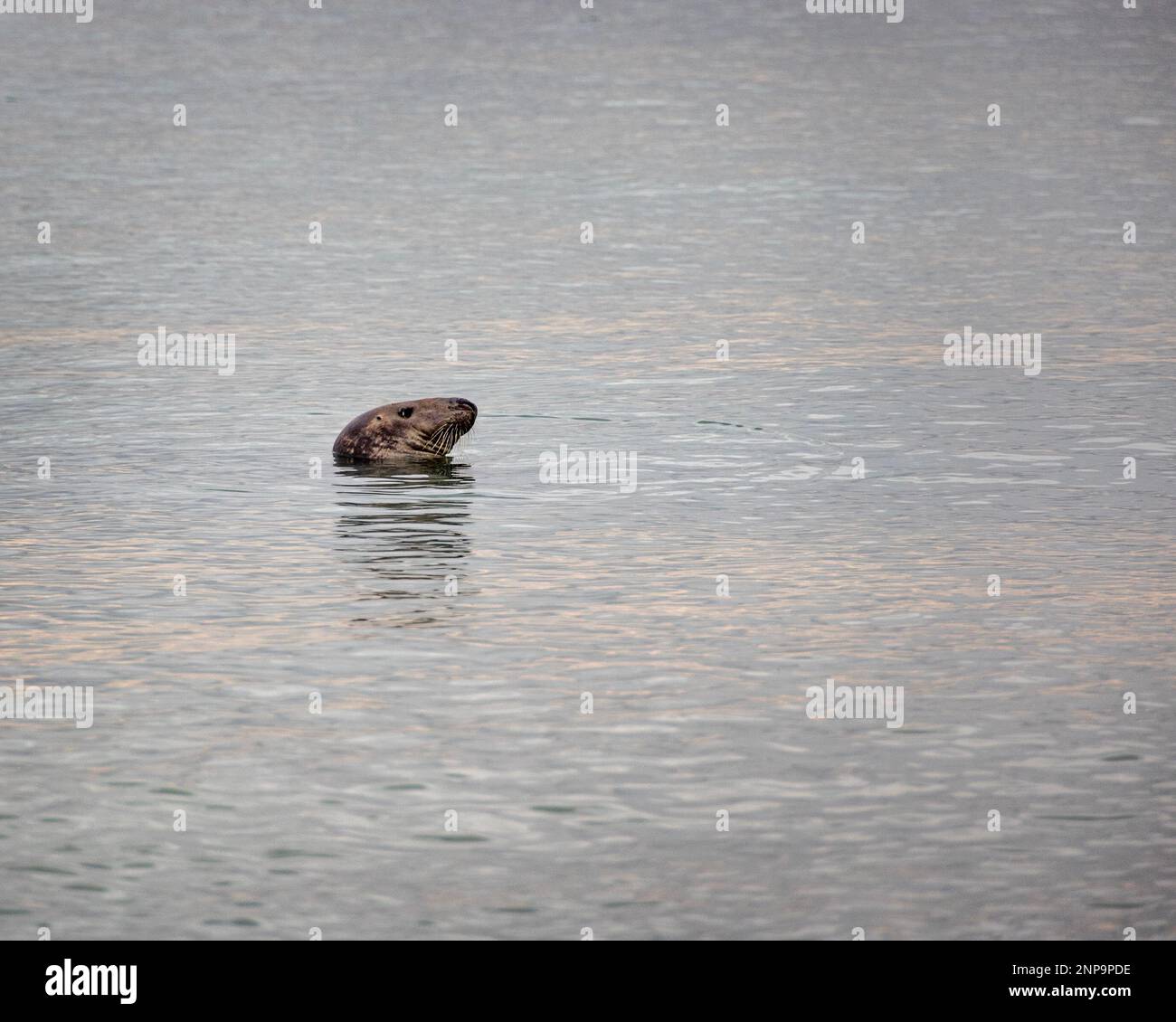 A common seal swimming off the coast at Worthing, West Sussex, UK Stock Photo
