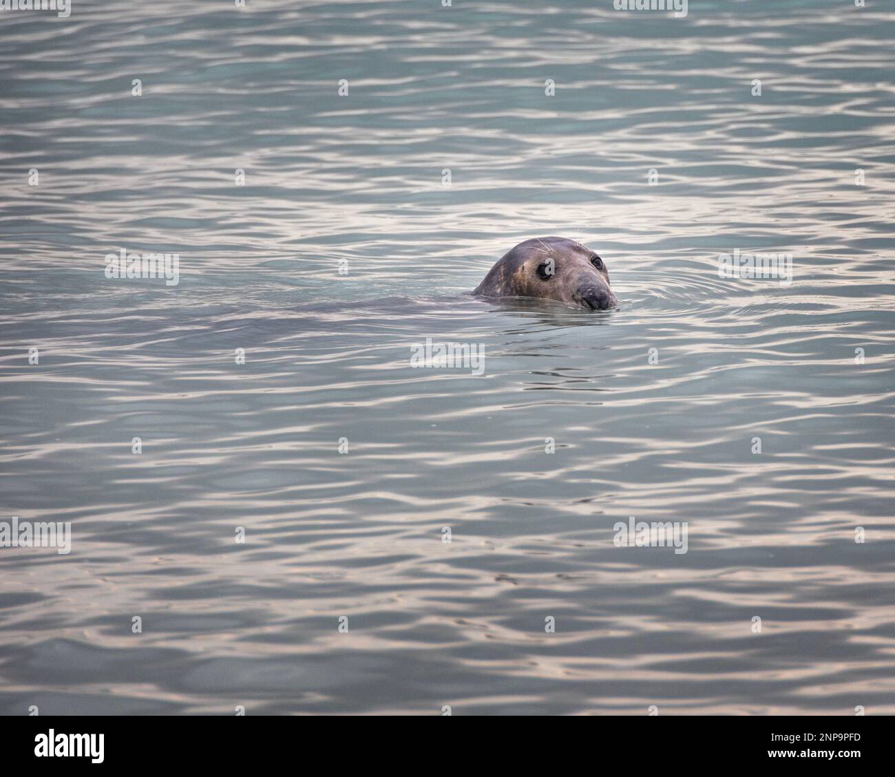 A common seal swimming off the coast at Worthing, West Sussex, UK Stock Photo