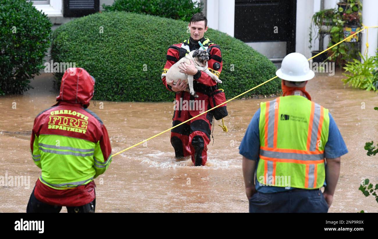 A Charlotte Fire Department Swift Water Rescue member escorts a dog from  apartments during flooding along Wakefield Drive in Charlotte, N.C.,  Thursday, Nov. 12, 2020. (David T. Foster III/The Charlotte Observer via