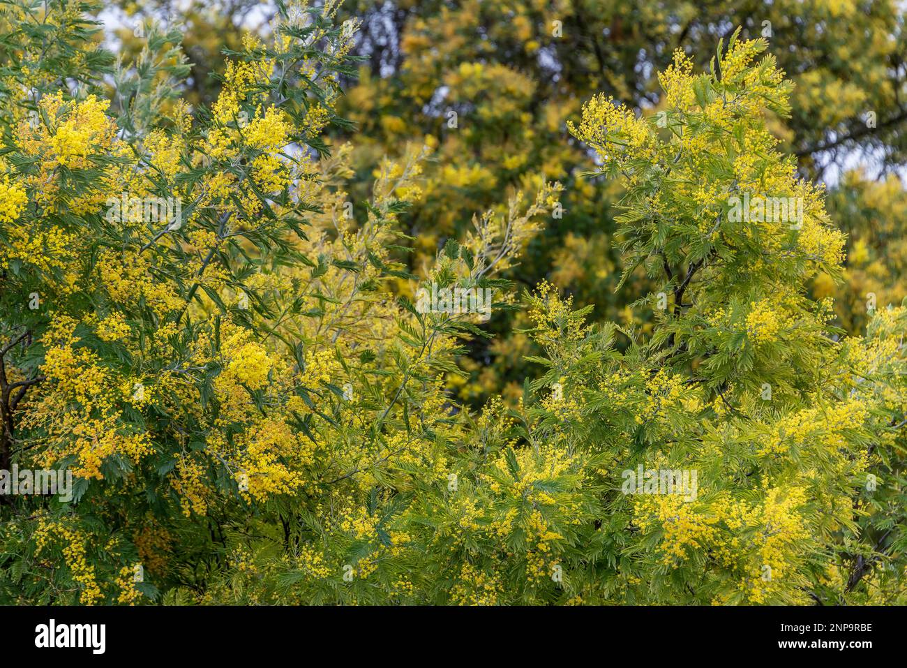 Close up view of the branches of a blooming mimosa tree Stock Photo