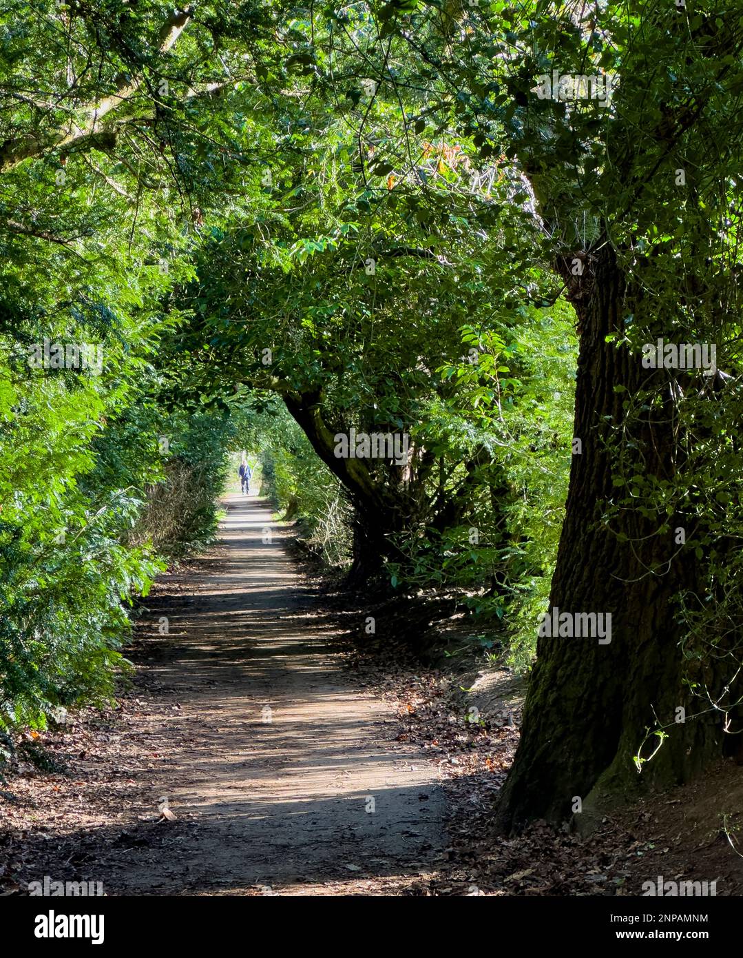 Yew Tree Walk, Malone House, Park, Belfast, Northern Ireland Stock Photo Alamy