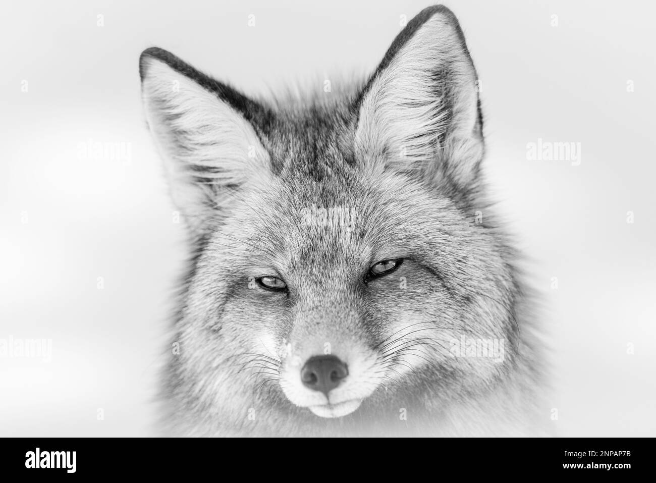 Red fox in nature Black and White Stock Photos & Images - Alamy