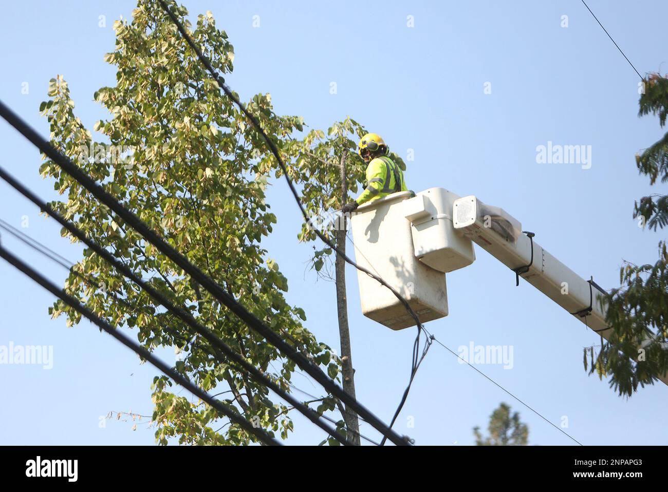 PG&E contractors work on the removal of trees along Broad Street Friday ...
