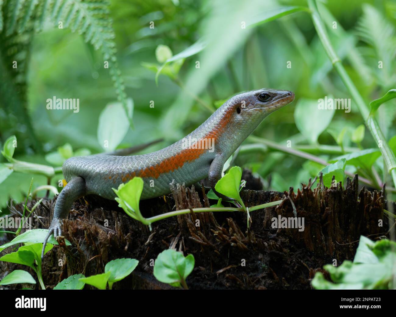 garden lizard in the bushes Stock Photo Alamy