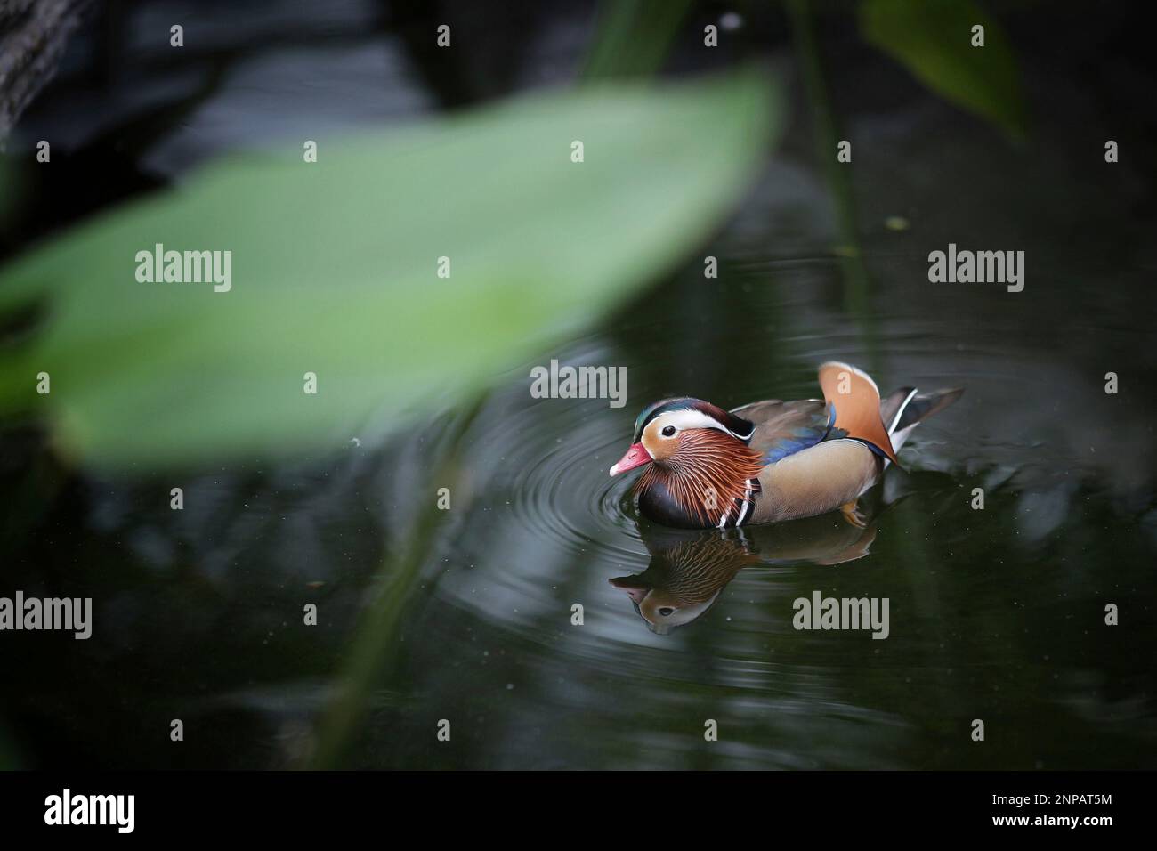 Mandarin duck at Canopy Park at Jewel Changi Airport, 20 October 2020