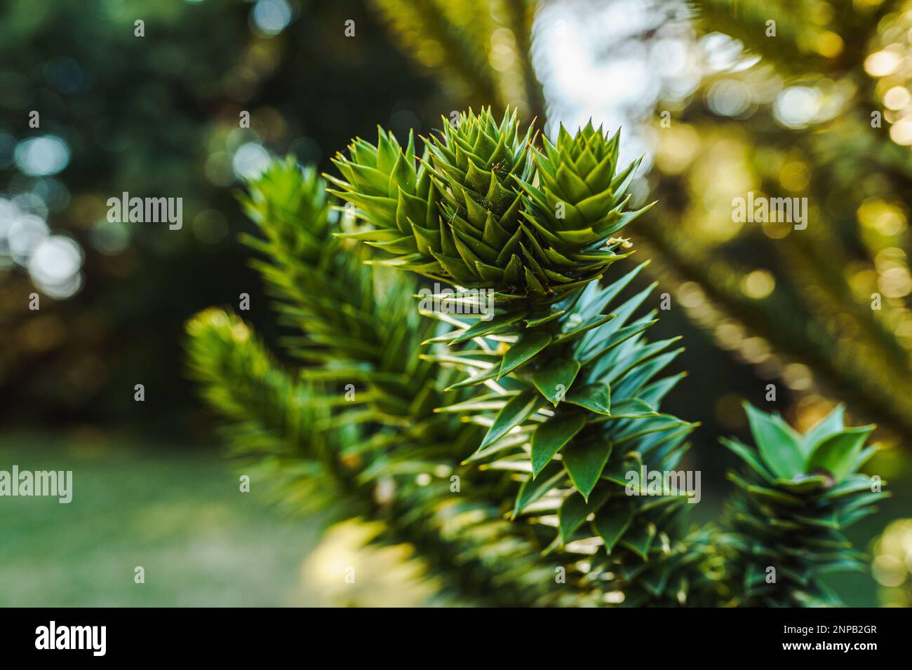 Araucaria imbricata hi-res stock photography and images - Alamy