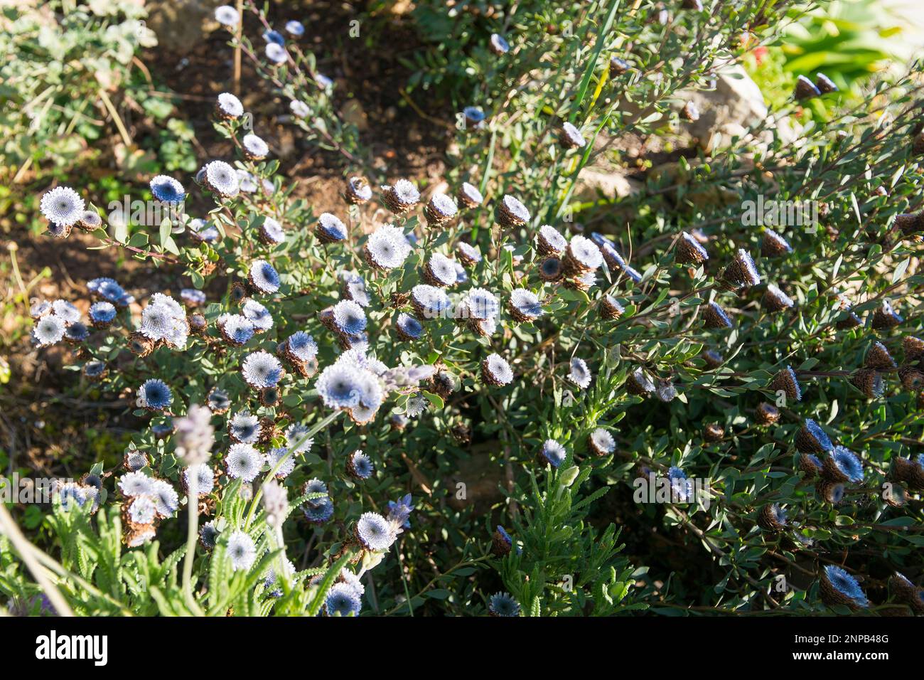 Globularia alypum in bloom in the south of France Stock Photo