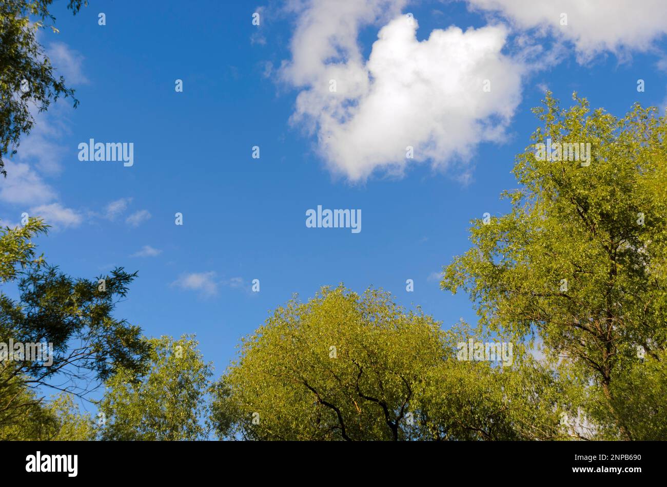 Branches of lush trees with leaves against the blue sky in the summer ...
