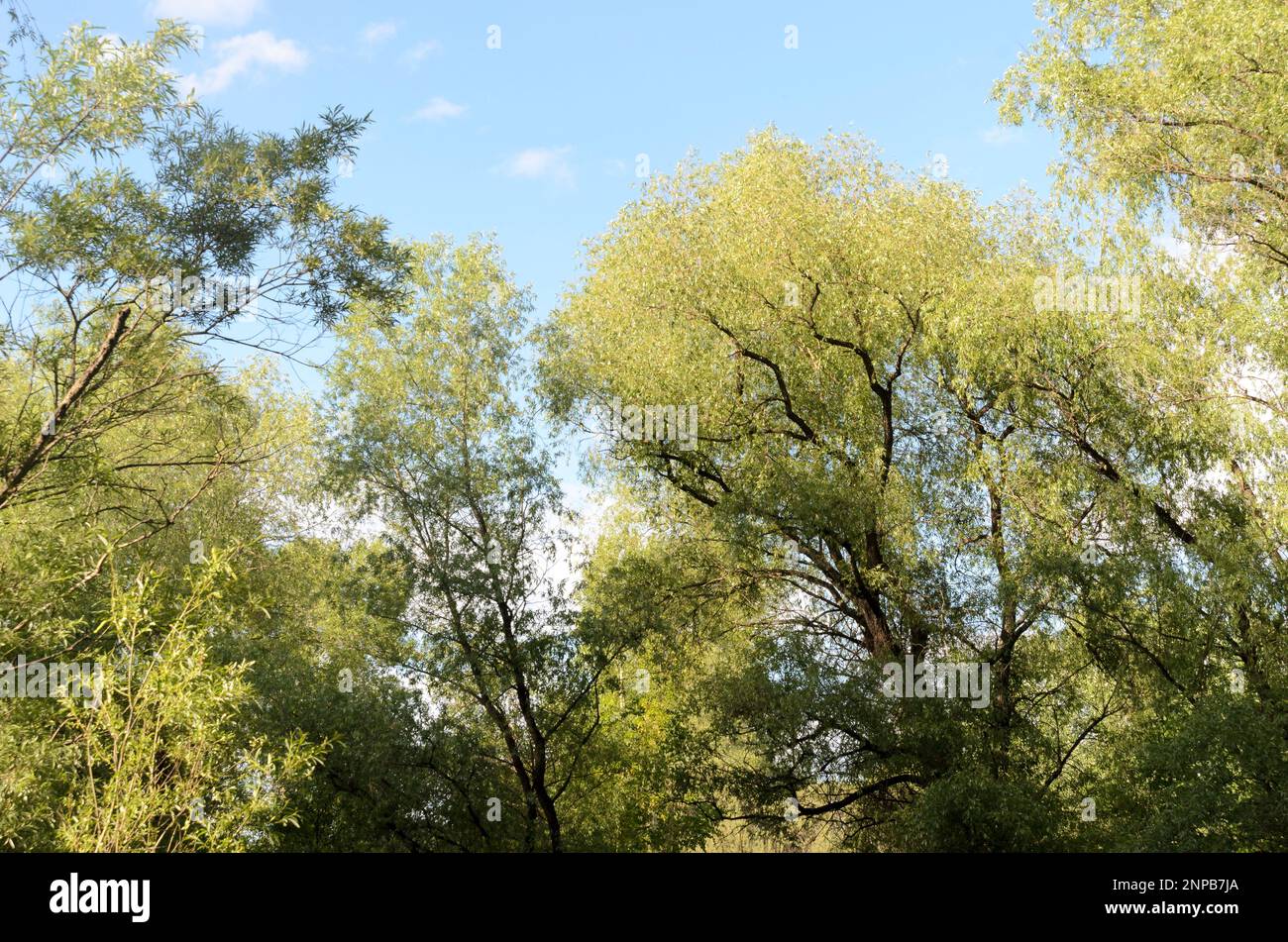 Branches of lush trees with leaves against the blue sky in the summer ...