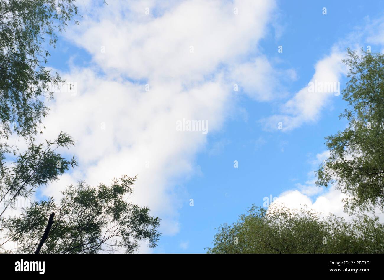 Branches of lush trees with leaves against the blue sky in the summer ...