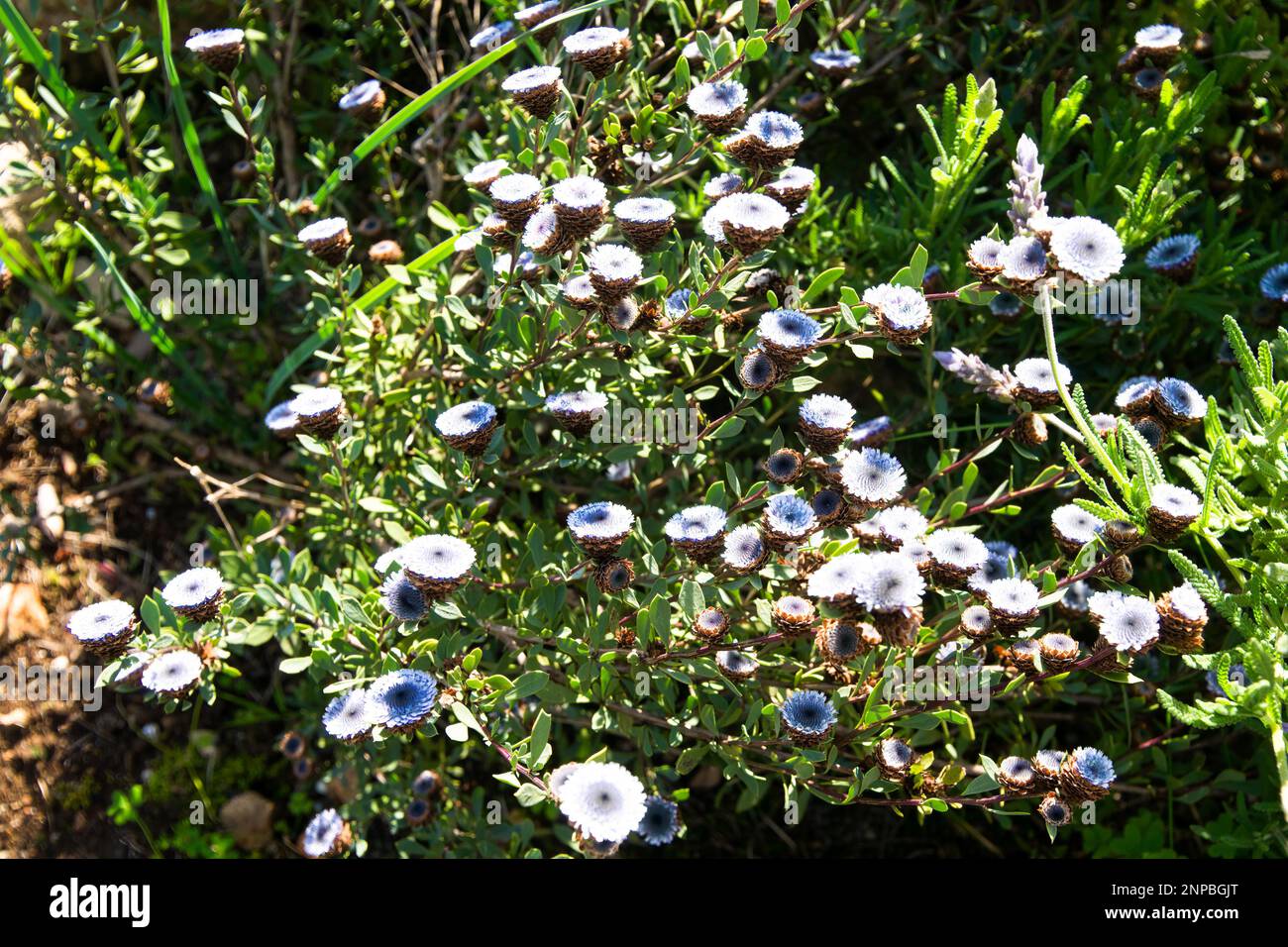 Globularia alypum in bloom in the south of France Stock Photo