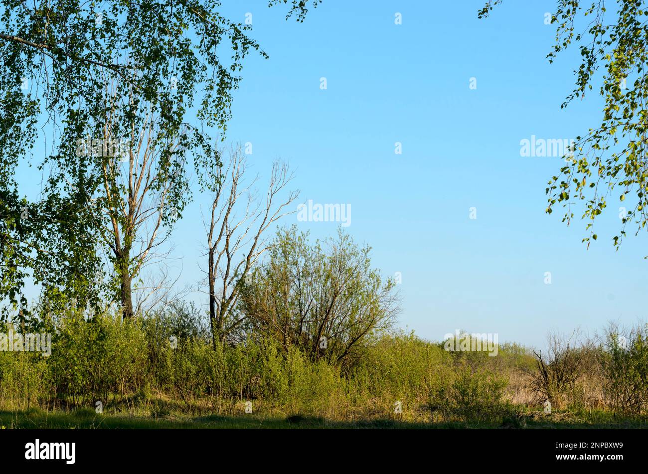 Branches of lush trees with leaves against the blue sky in the summer ...