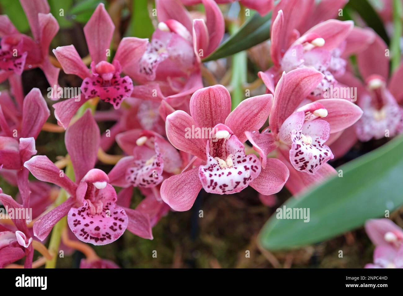 Pink Cymbidium orchids in flower Stock Photo - Alamy