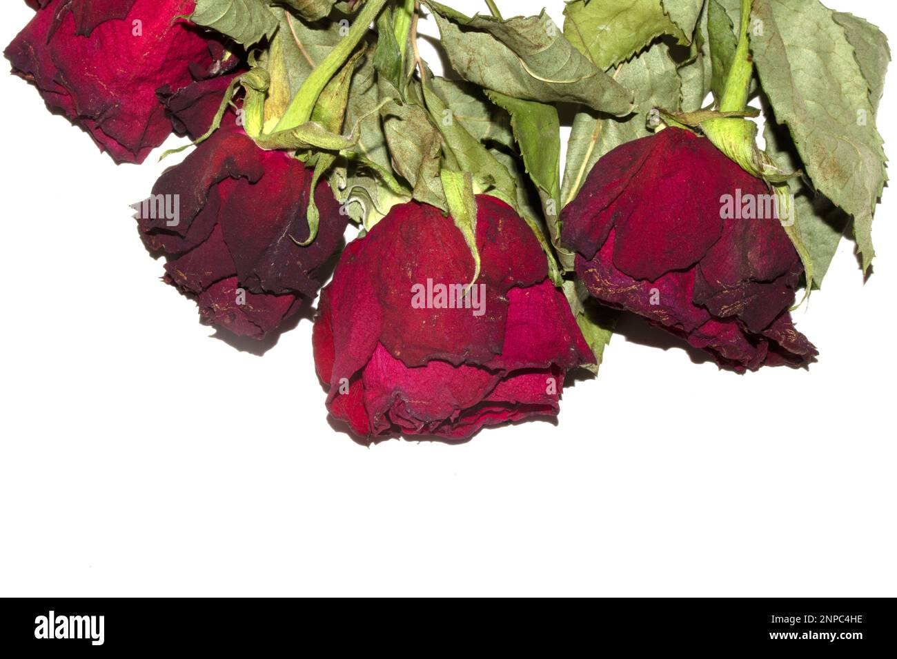 A Dried Dead Red Roses Flower Petals Close Up on A White Background for ...