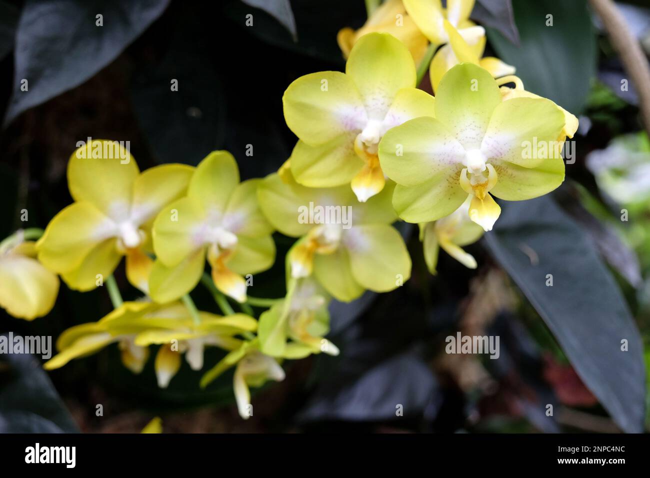 Yellow phalaenopsis moth orchids in flower. Stock Photo
