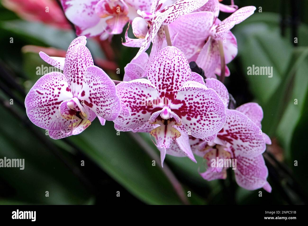 Purple and white speckled phalaenopsis moth orchids in flower. Stock Photo