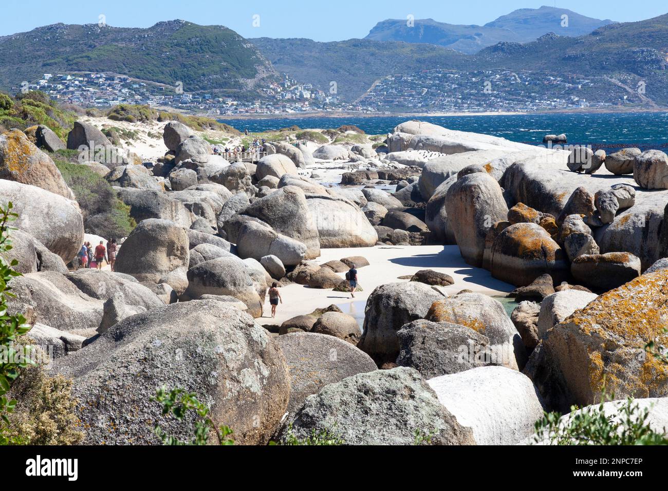 African Penguin breeding colony at Boulders Beach, Simonstown, Cape Town, Western Cape, South Africa. This bird is listed as Threatened due to populat Stock Photo