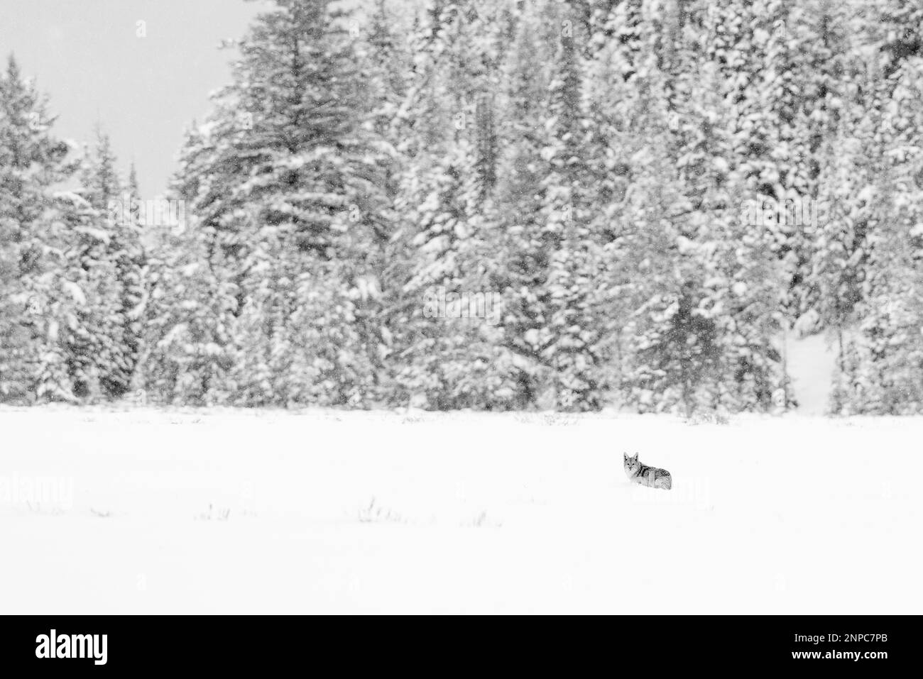 Lone Coyote on snow covered ground. Stock Photo