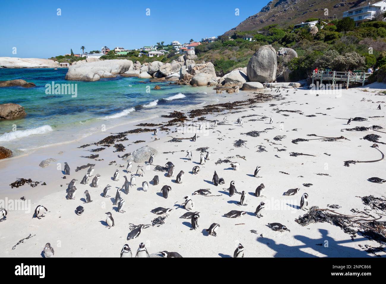 African Penguin breeding colony at Boulders Beach, Simonstown, Cape Town, Western Cape, South Africa. This bird is listed as Threatened due to populat Stock Photo