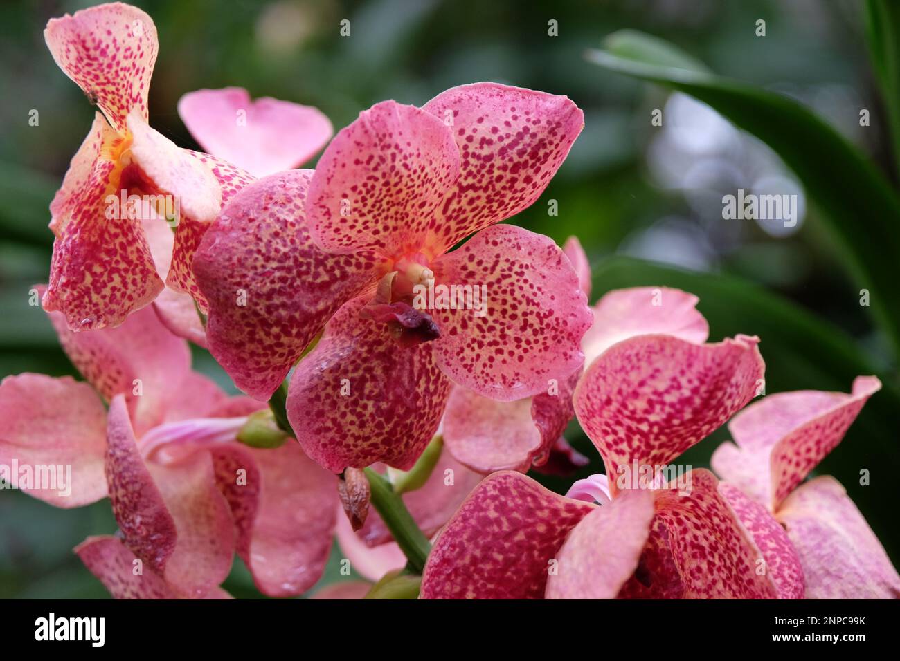 Pink mottled vanda orchids in flower. Stock Photo