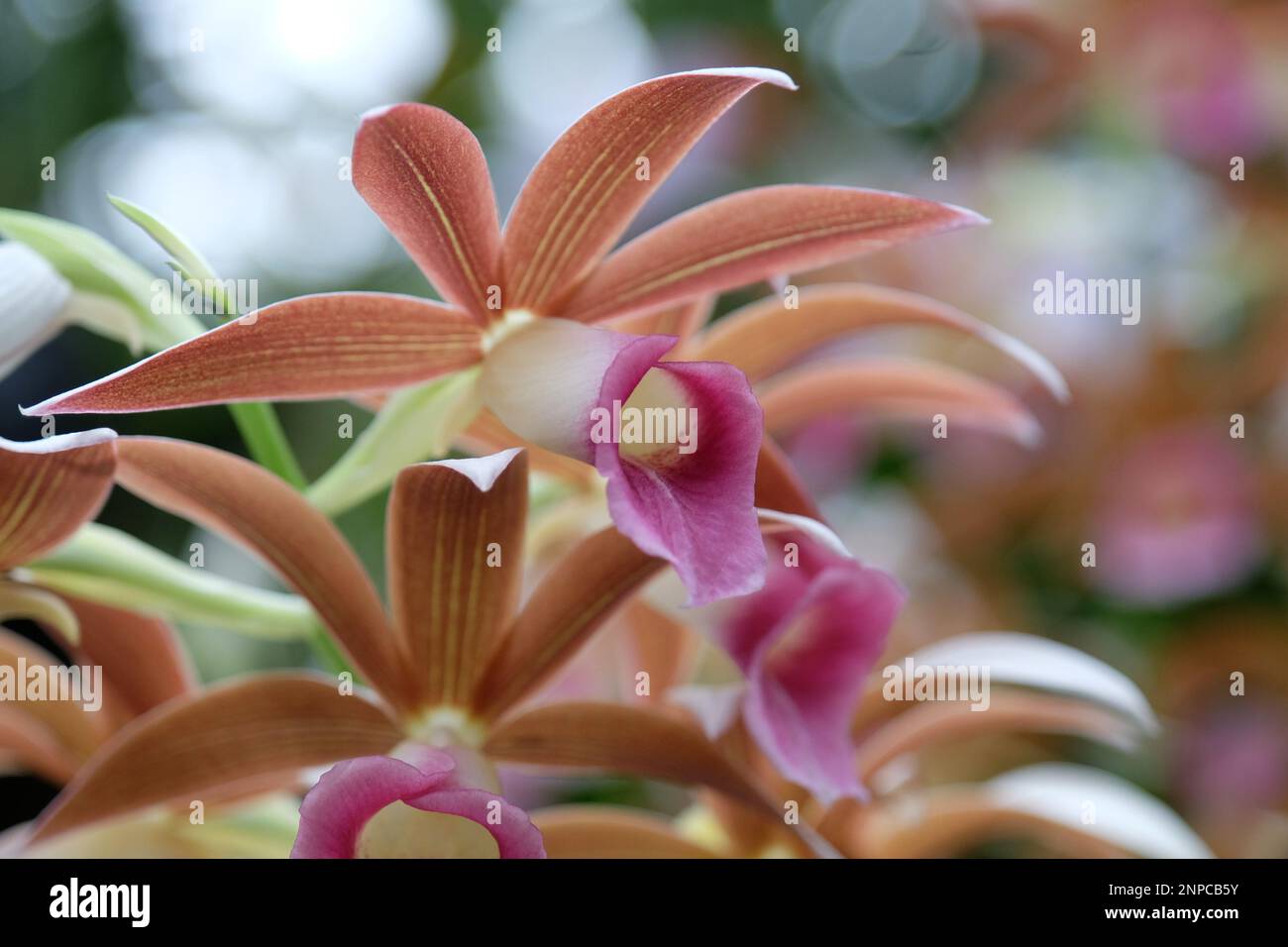 Brown and pink Phaius orchids in flower. Stock Photo