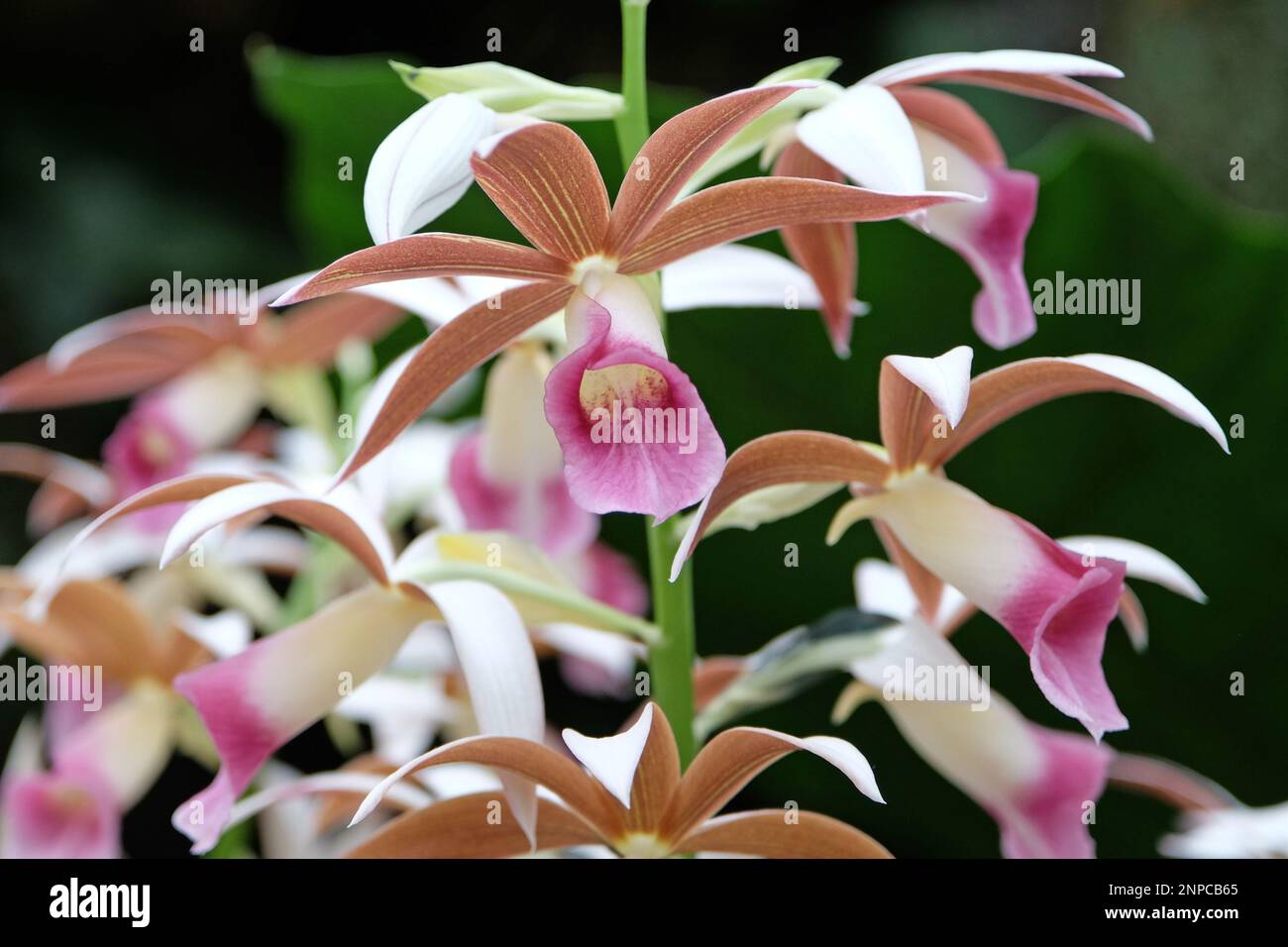 Brown and pink Phaius orchids in flower. Stock Photo