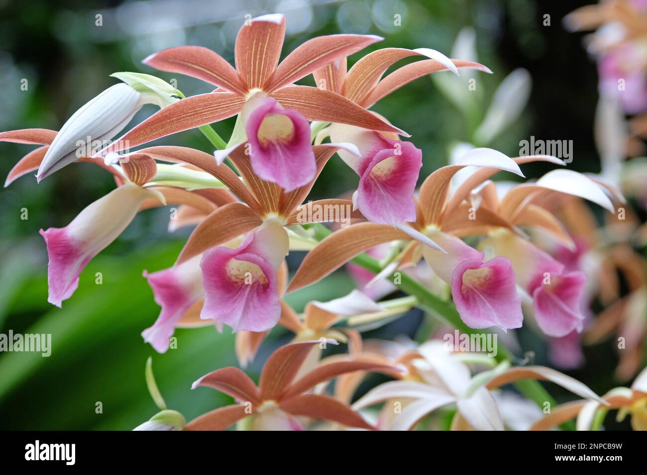 Brown and pink Phaius orchids in flower. Stock Photo